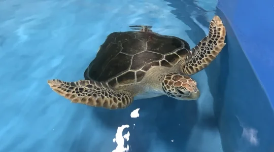 ウミガメのリハビリ